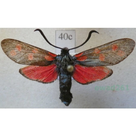 Zygaena ephialtes (Linnaeus, 1767) Kraśnik goryszowiec Czech40c